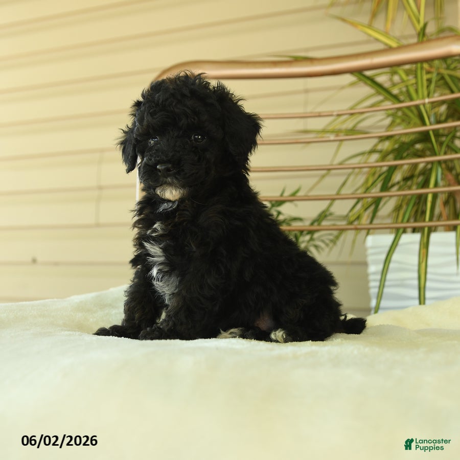 Miniature Poodle dogs for sale: Quirk - Ad 3