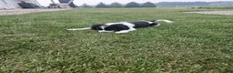 Mixed Breed dogs for sale: Rory - Ad 4