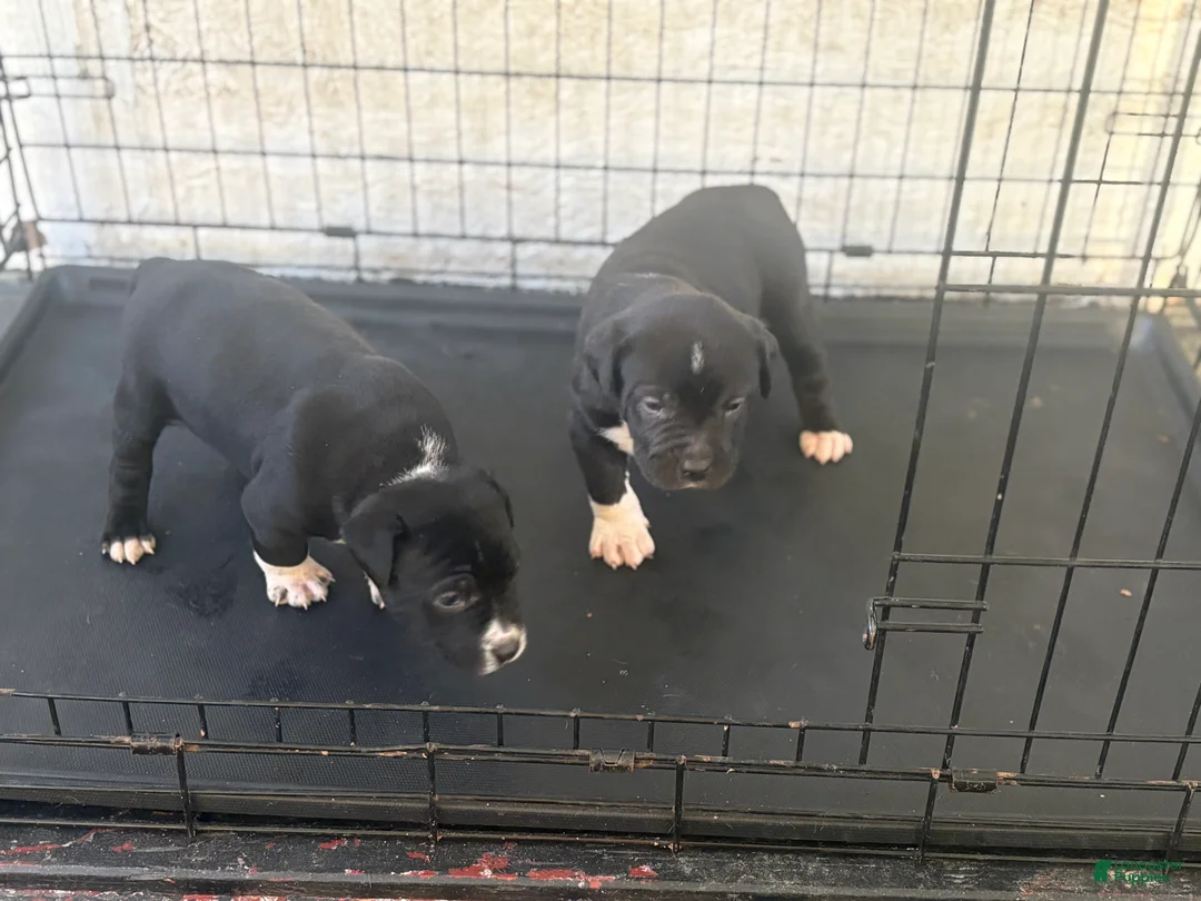 American Bully dogs for sale: American Bully Puppy 2 - Ad 2