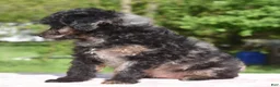 Toy Poodle dogs for sale: Bella Merle female puppy - Ad 7