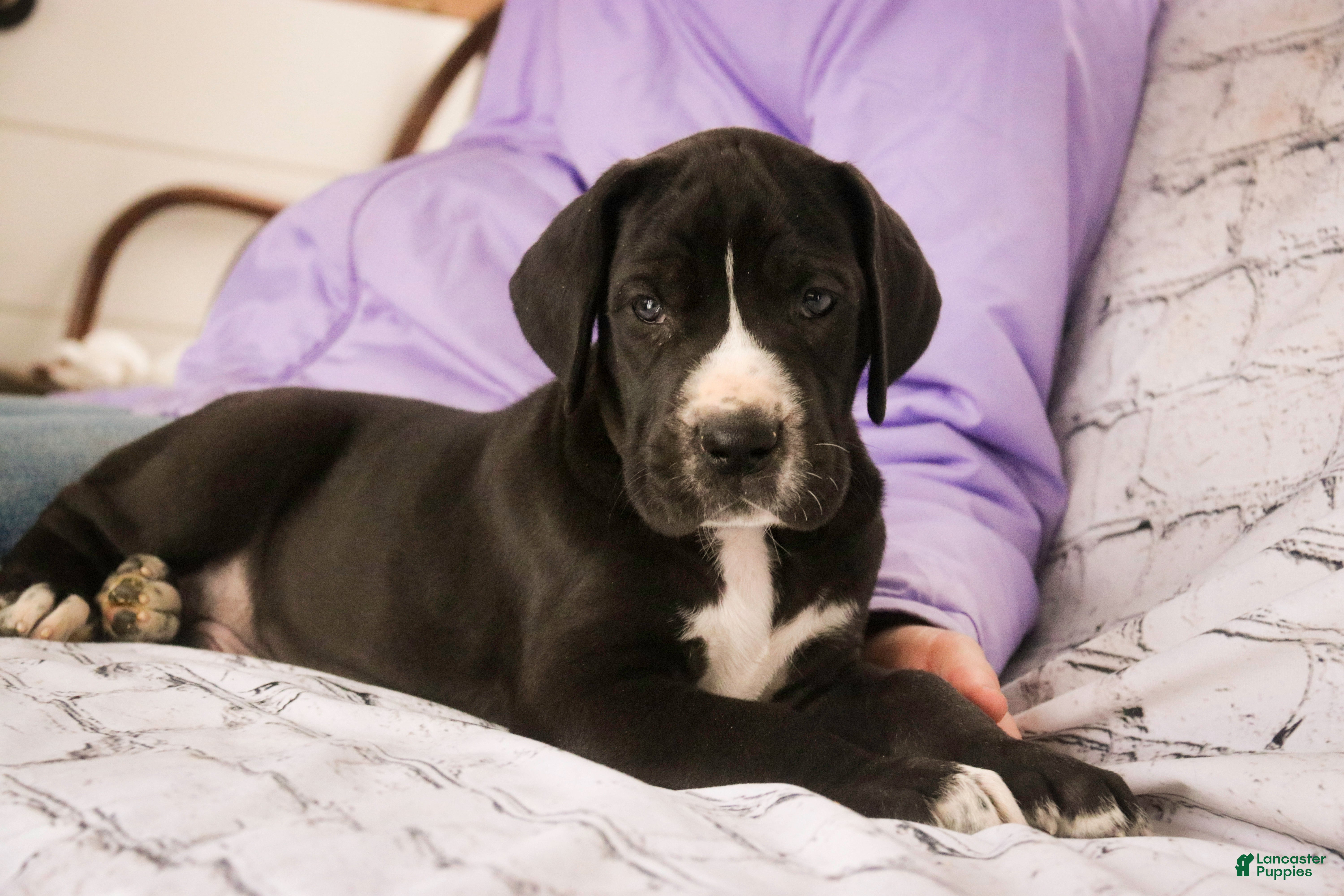 Great Dane dogs Toby - Ad 31