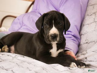 Great Dane dogs Toby - Ad 36