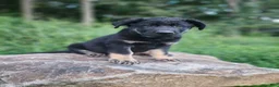 German Shepherd dogs for sale:  Tar - Ad 12