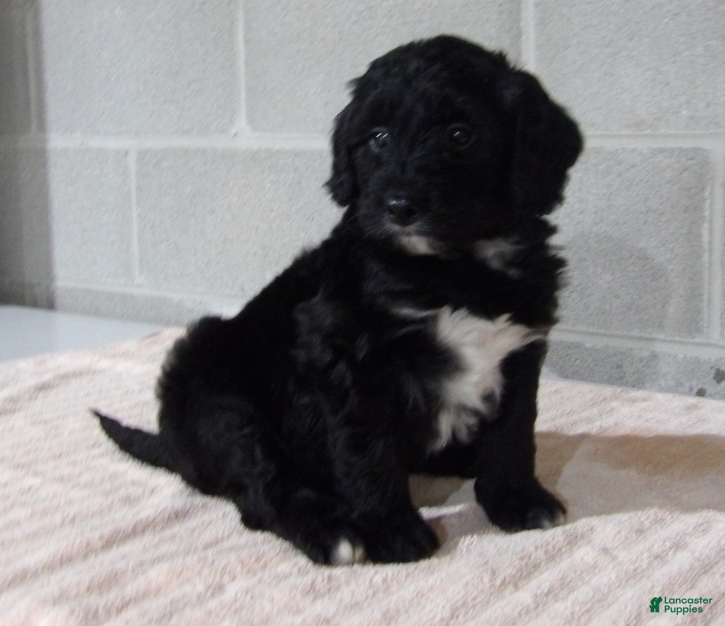 Bernedoodle dogs Joey - Ad 2