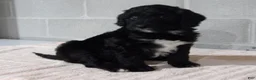 Bernedoodle dogs for sale: Joey - Ad 2