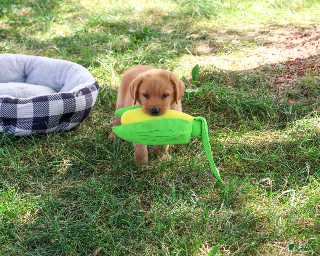 Labrador Retriever dogs for sale: Cooper - Ad 2
