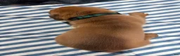 Dogue De Bordeaux dogs for sale: Dogue De Bordeaux Puppy 3 - Ad 2