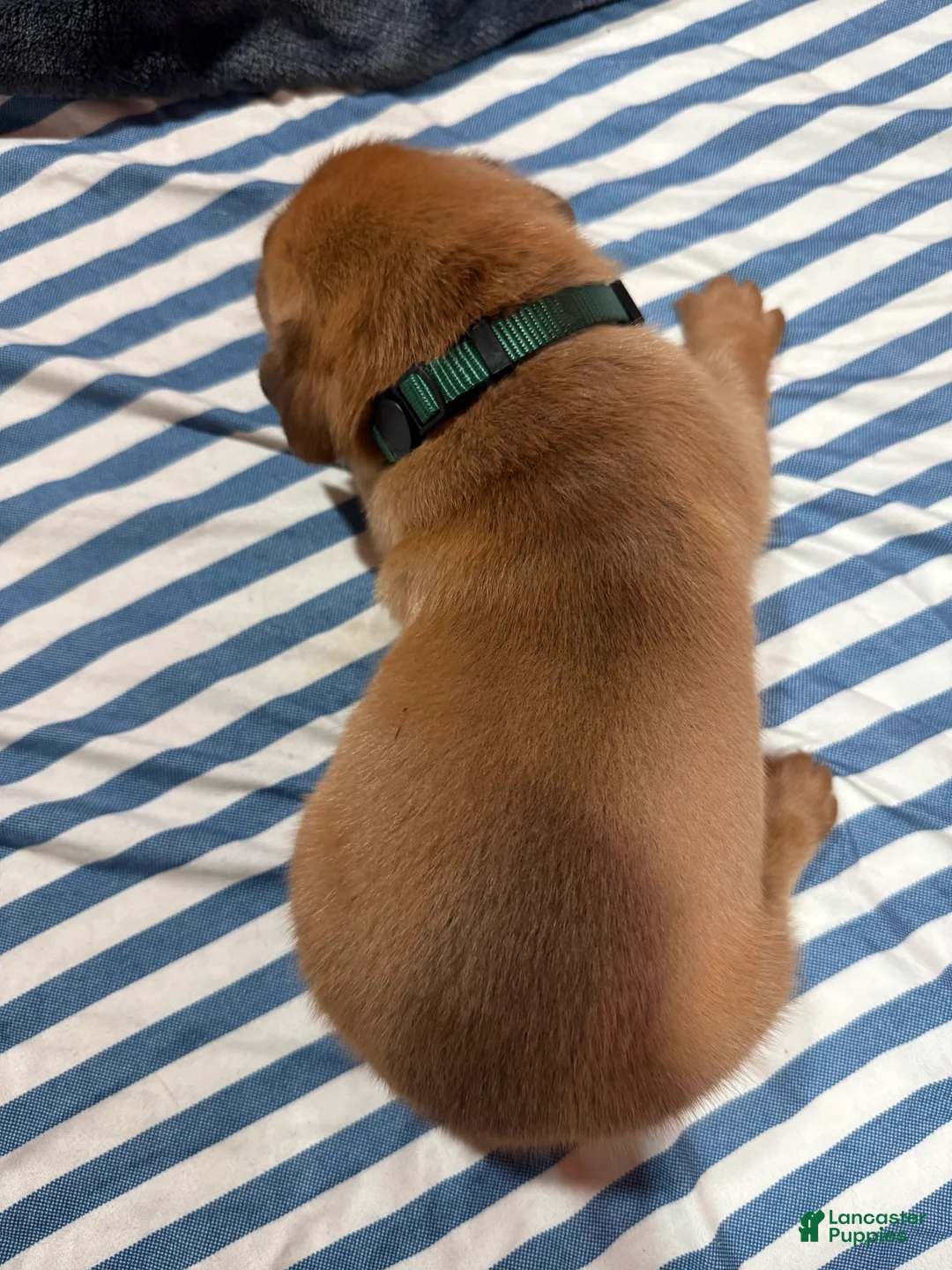 Dogue De Bordeaux dogs for sale: Dogue De Bordeaux Puppy 3 - Ad 2