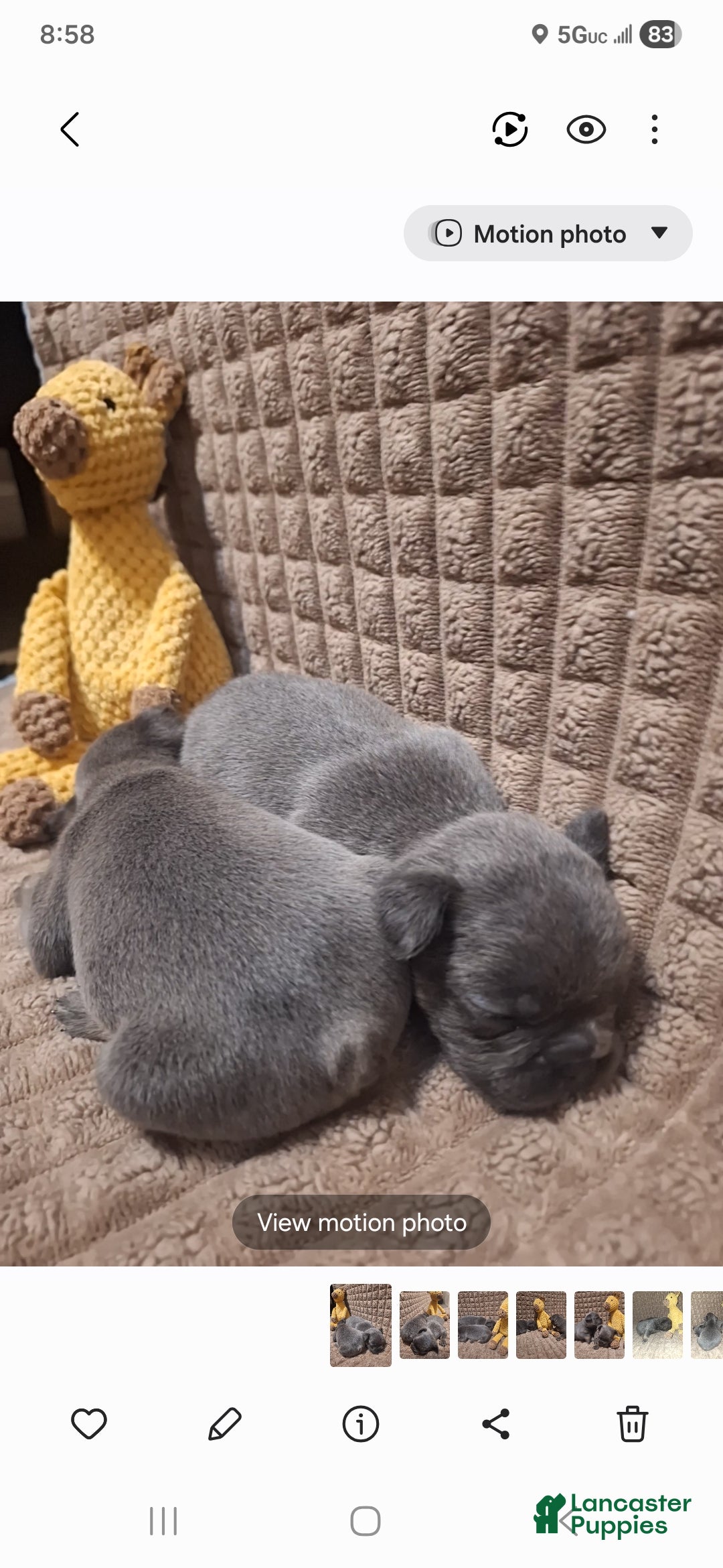 French Bulldog dogs for sale: French Bulldog Puppy 1 - Ad 2