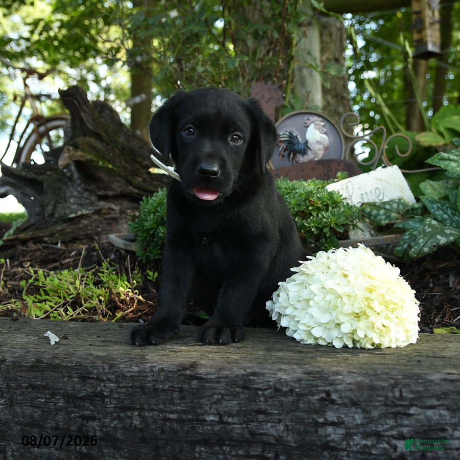 Labrador Retriever dogs Tyler - Ad 2