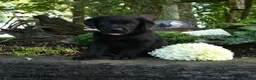 Labrador Retriever dogs for sale: Tyler - Ad 2