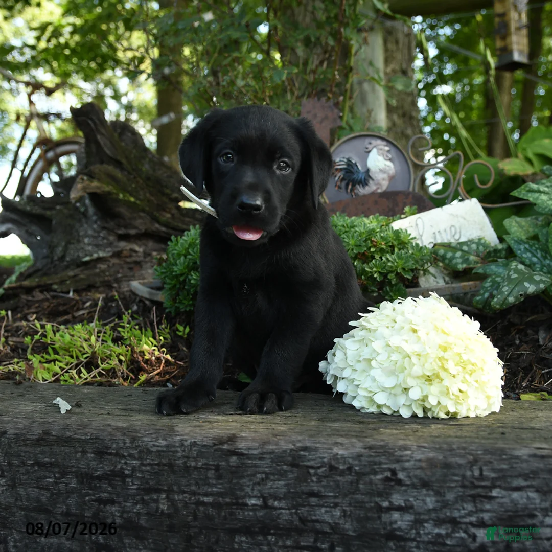 Labrador Retriever dogs for sale: Tyler - Ad 2