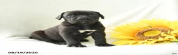 Cane Corso dogs for sale: Barbie - Ad 2