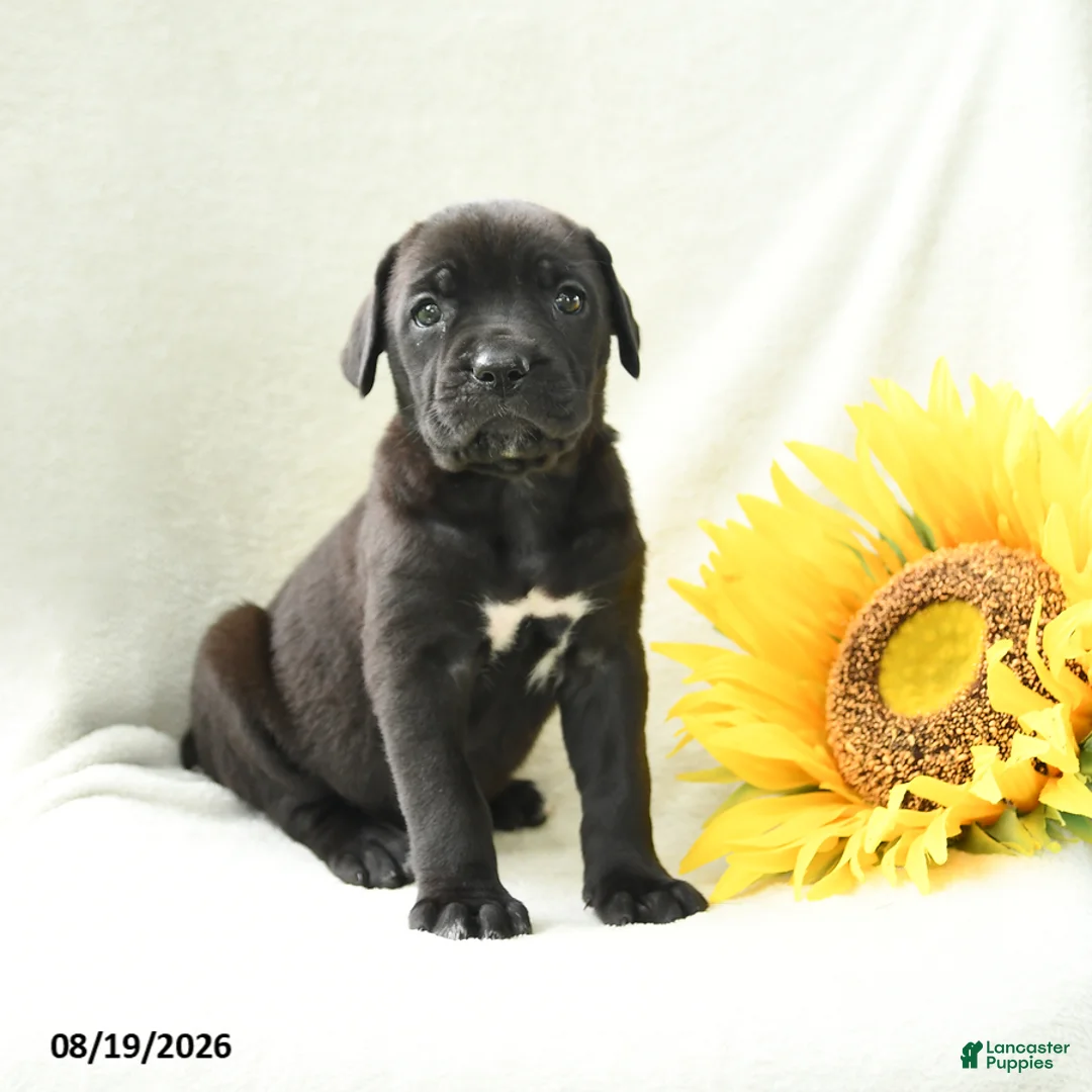 Cane Corso dogs for sale: Barbie - Ad 2