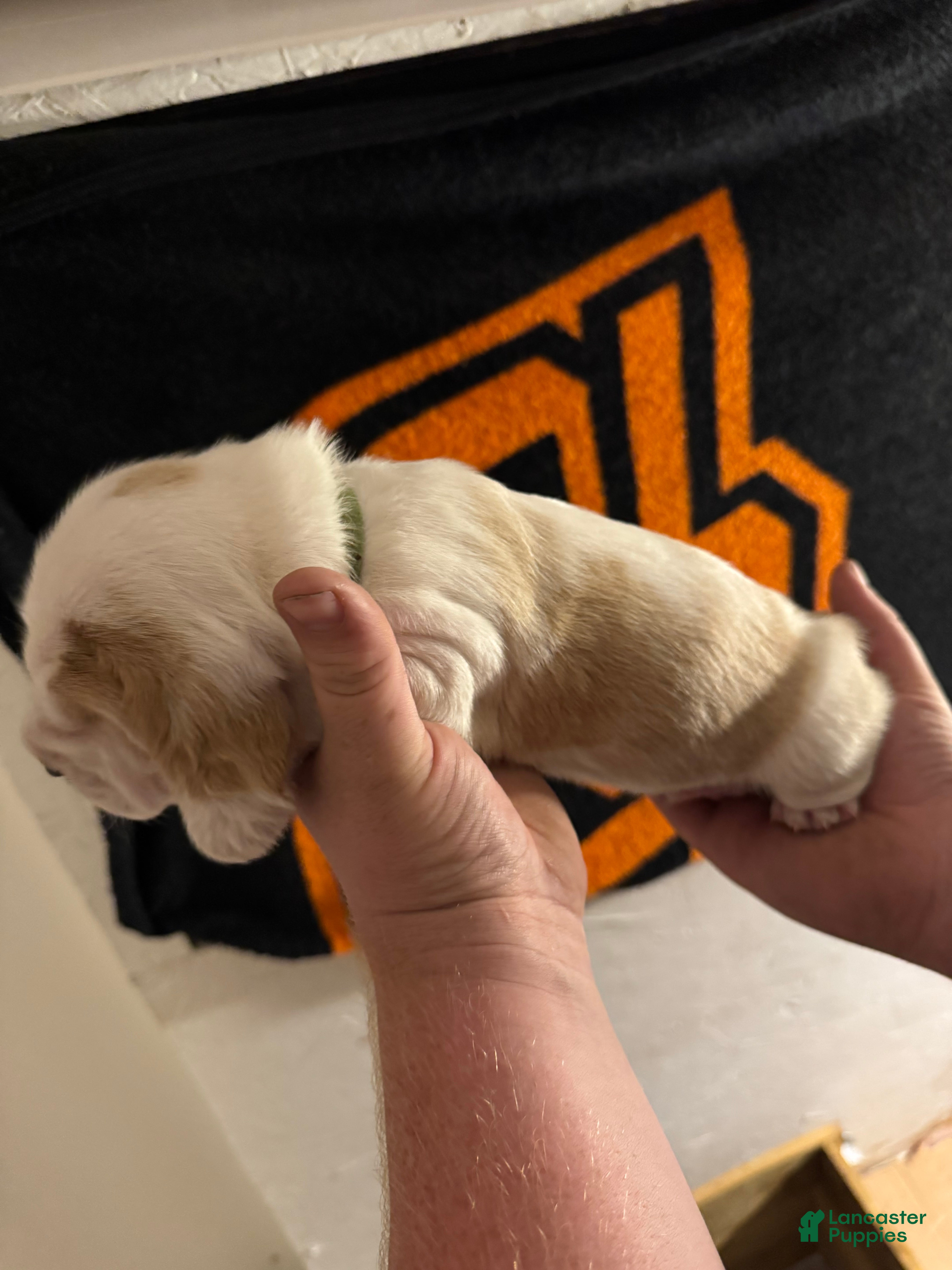 Basset Hound dogs Boy 5 Asher - Ad 5