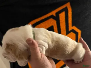 Basset Hound dogs Boy 5 Asher - Ad 5