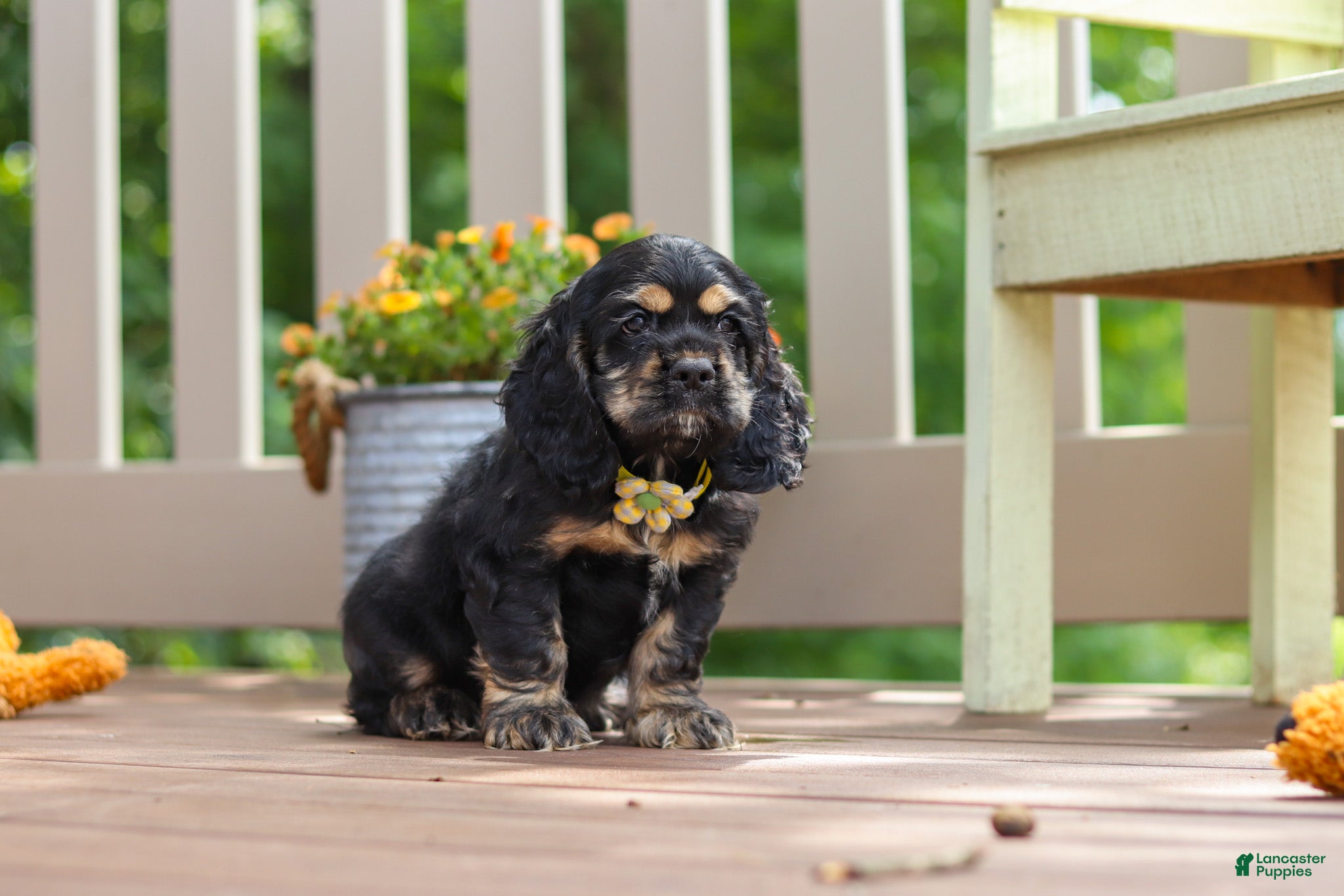 Cocker Spaniel dogs Bentley - Ad 1
