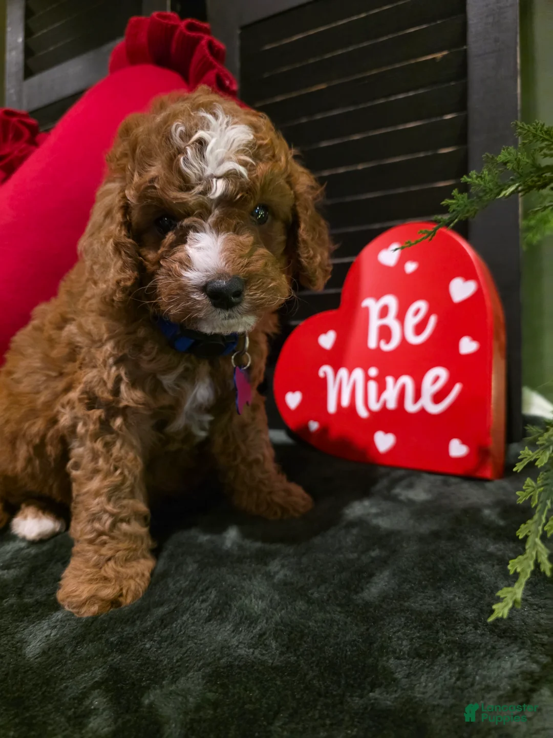 Mini Bernedoodle dogs for sale: Bluey  - Ad 6