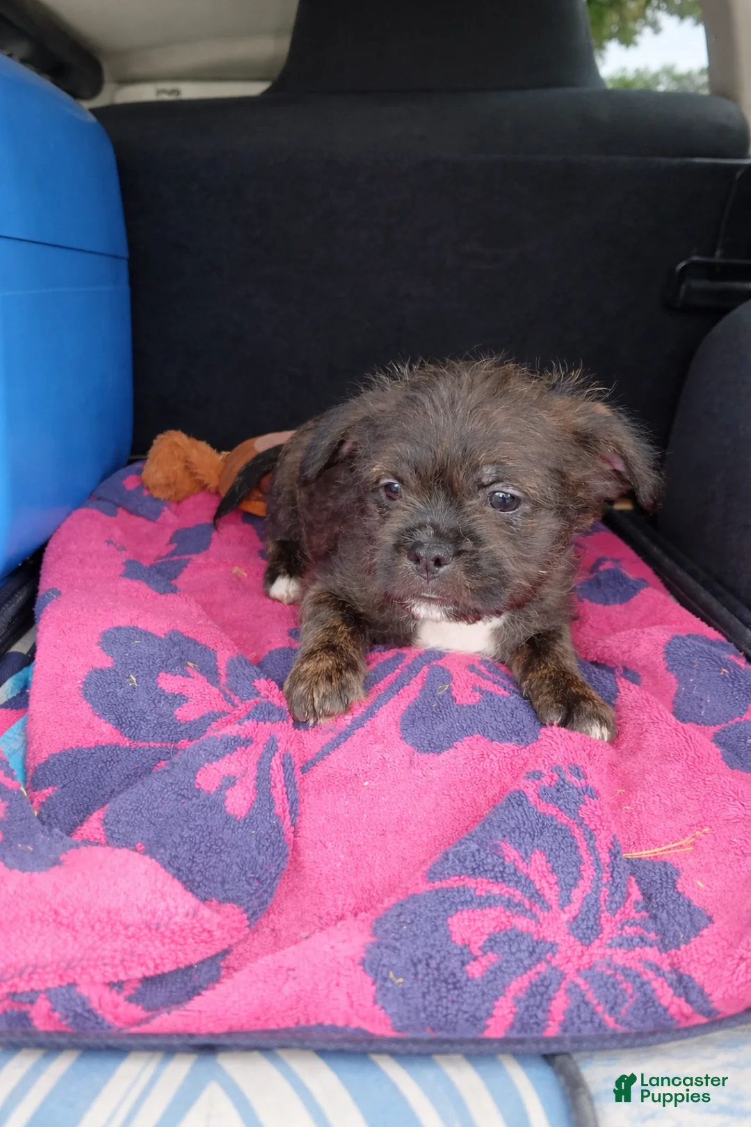 Mixed Breed dogs for sale: Chewy - Ad 2