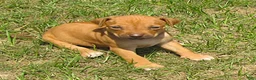 Rhodesian Ridgeback dogs for sale: Rhodesian Ridgeback 7 - Ad 2