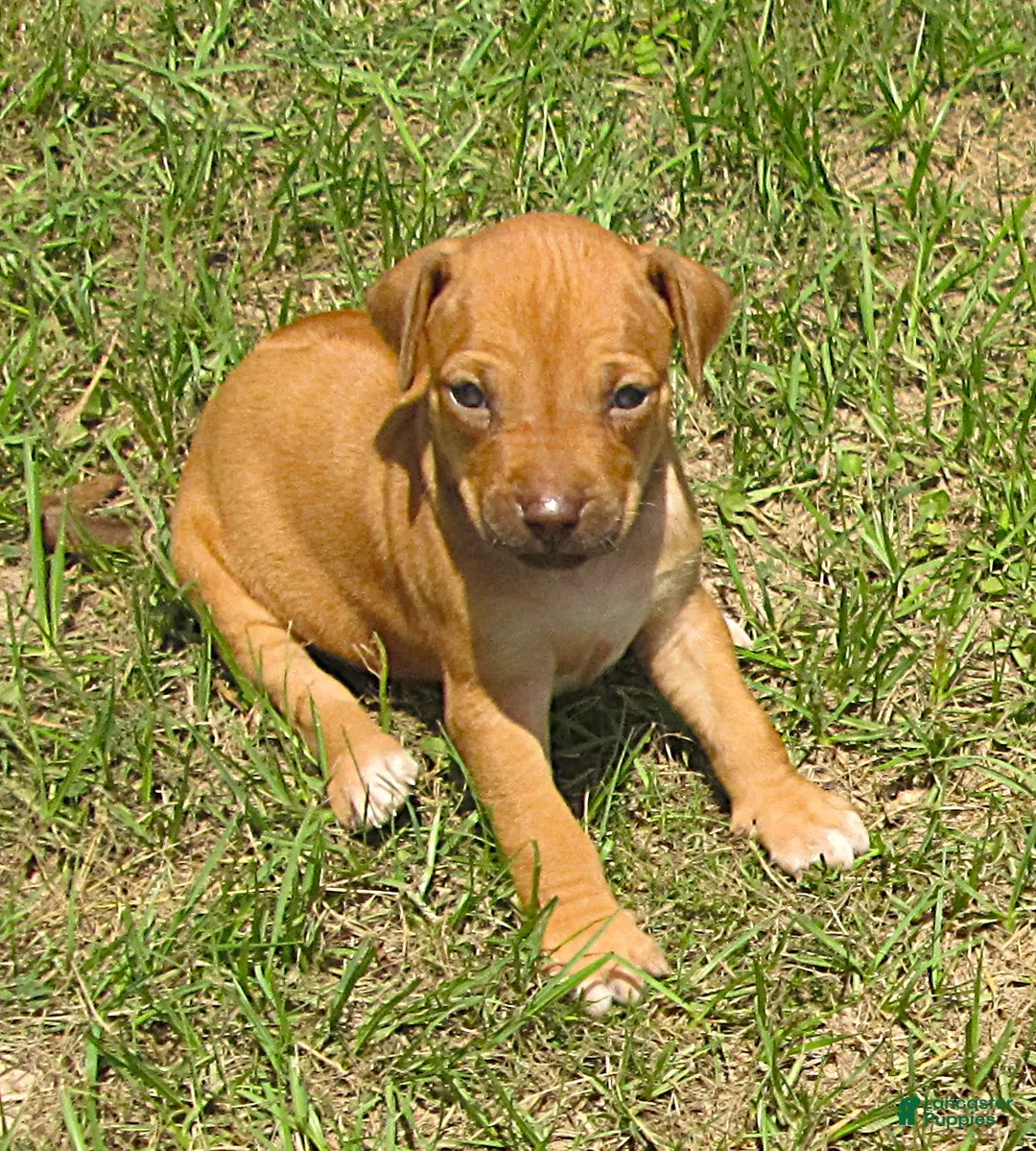 Rhodesian Ridgeback dogs for sale: Rhodesian Ridgeback 7 - Ad 2