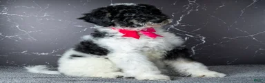 Ms. Sweet Cream - Black-and-white Parti Goldendoodle
