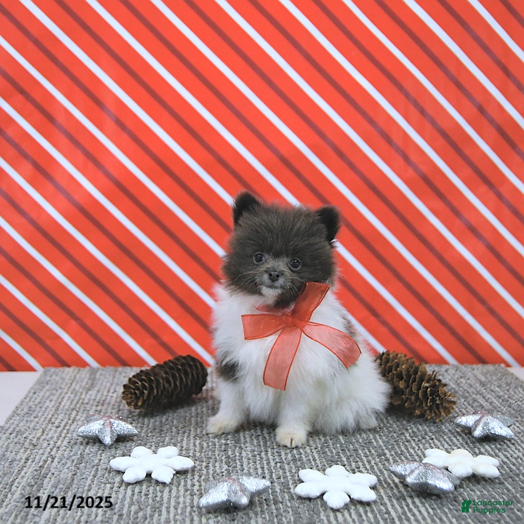 Pomeranian dogs for sale: Lana - Ad 10