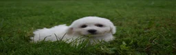 Bichon Frise dogs for sale: Travis 🐾 - Ad 5