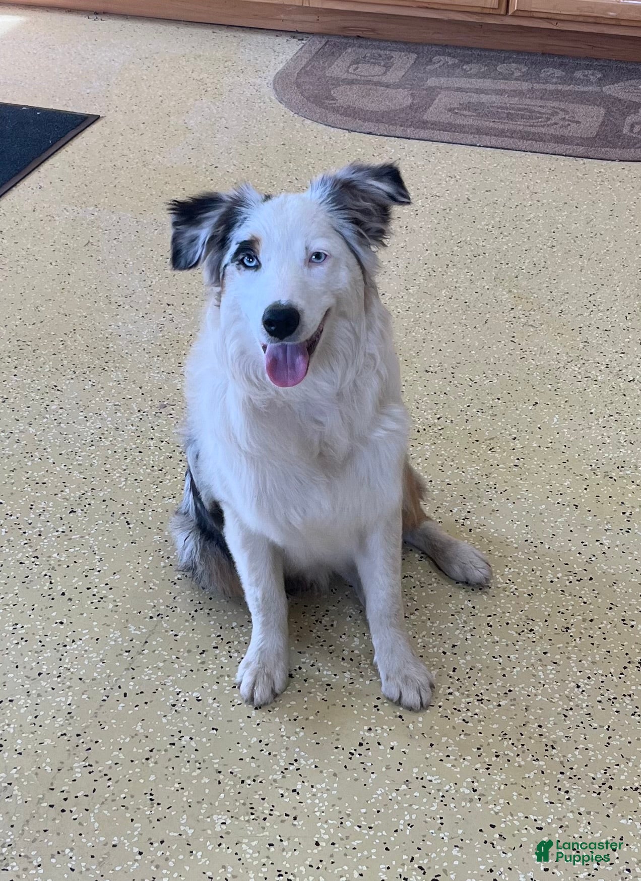 Australian Shepherd dogs Jackie - Ad 1