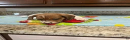 Miniature Dachshund dogs for sale: Arjun  - Ad 7