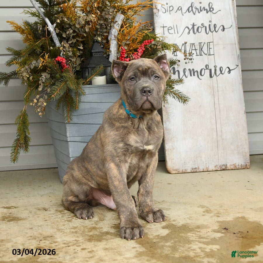 Cane Corso dogs Maverick - Ad 1