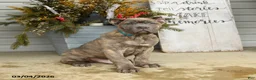 Cane Corso dogs for sale: Maverick - Ad 1