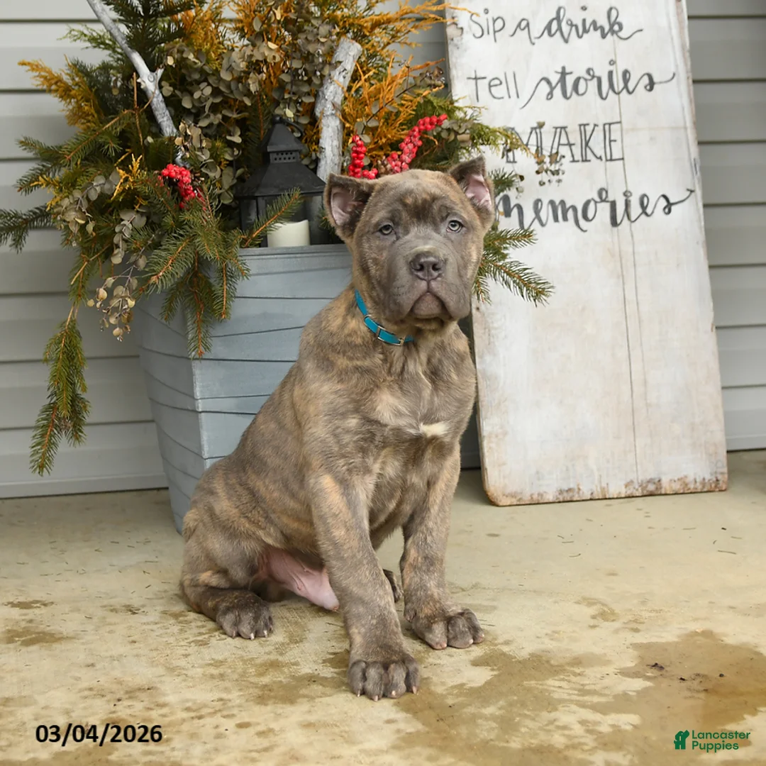 Cane Corso dogs for sale: Maverick - Ad 1