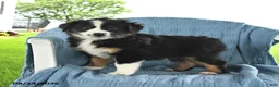 Miniature Australian Shepherd dogs for sale: Rocky - Ad 5