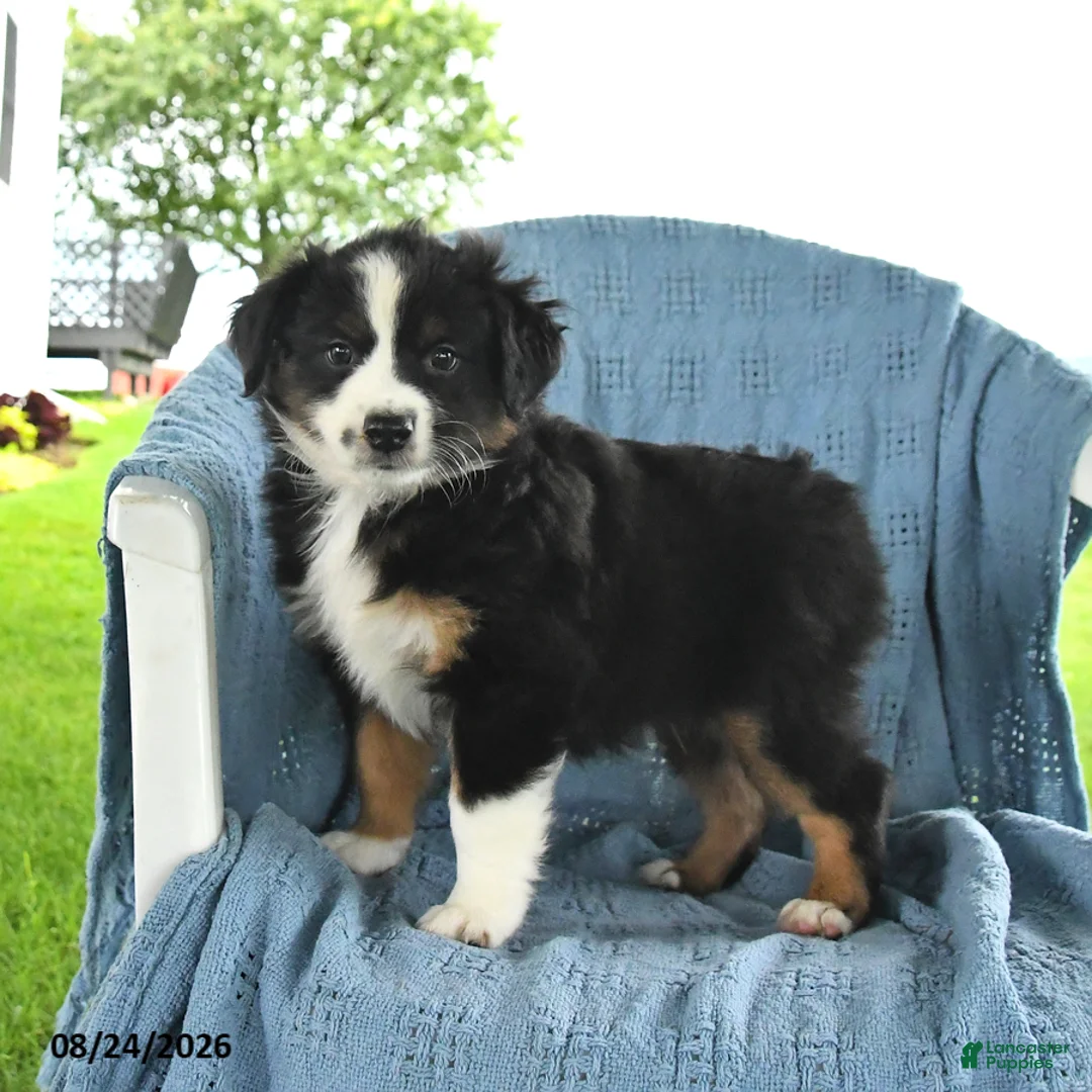 Miniature Australian Shepherd dogs for sale: Rocky - Ad 5