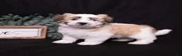 Coton De Tulear dogs for sale: Petunia - Ad 7