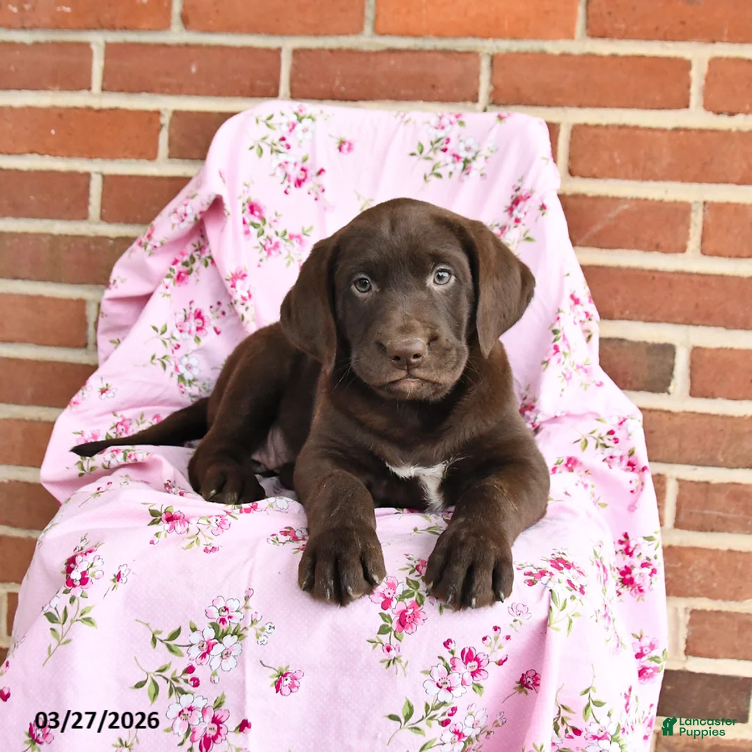 Labrador Retriever dogs for sale: Tulip - Ad 2