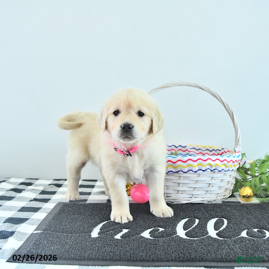 Golden Retriever dogs Bella   - Ad 2