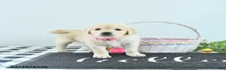 Golden Retriever dogs for sale: Bella   - Ad 2