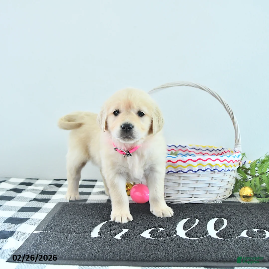 Golden Retriever dogs for sale: Bella   - Ad 2
