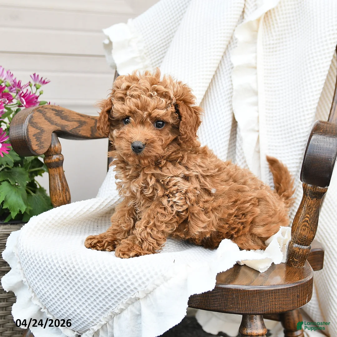 Miniature Poodle dogs for sale: Tori - Ad 1