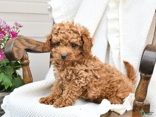 Miniature Poodle dogs for sale: Tori - Ad 2