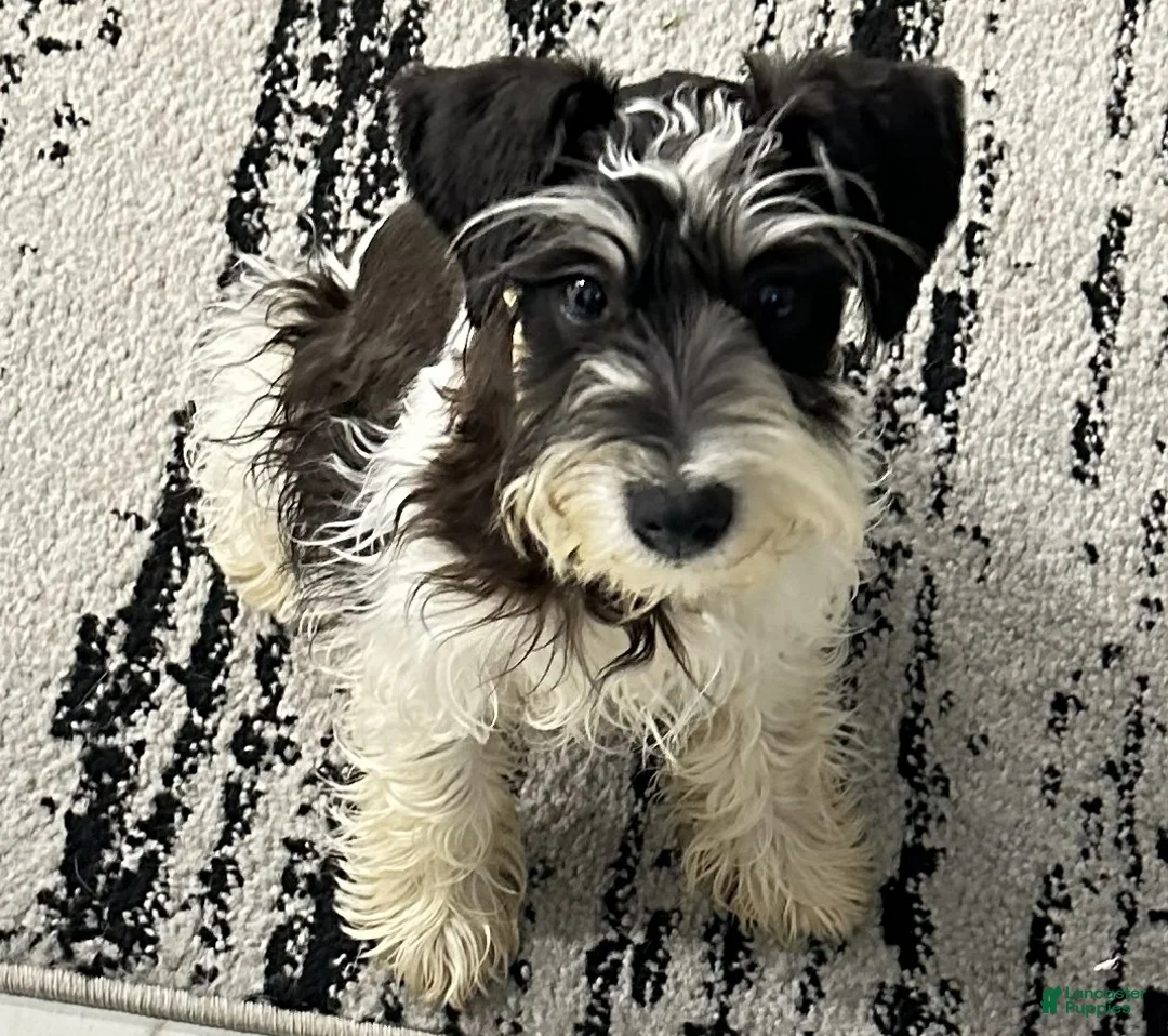 Miniature Schnauzer dogs for sale: Casper - M - Ad 2