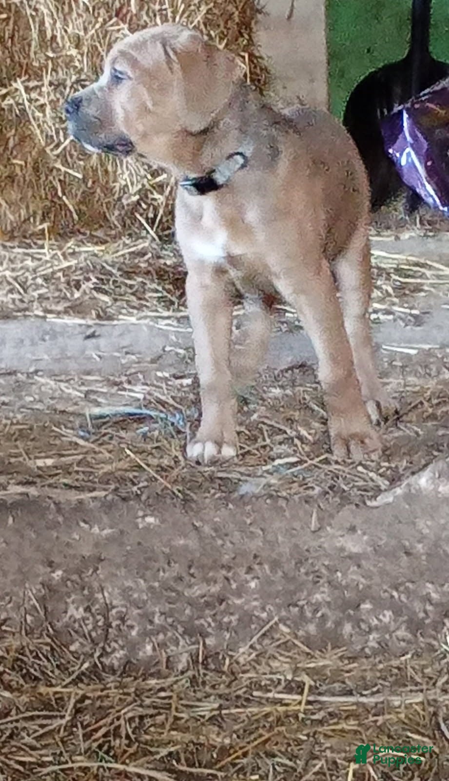 Cane Corso dogs Leroy - Ad 2