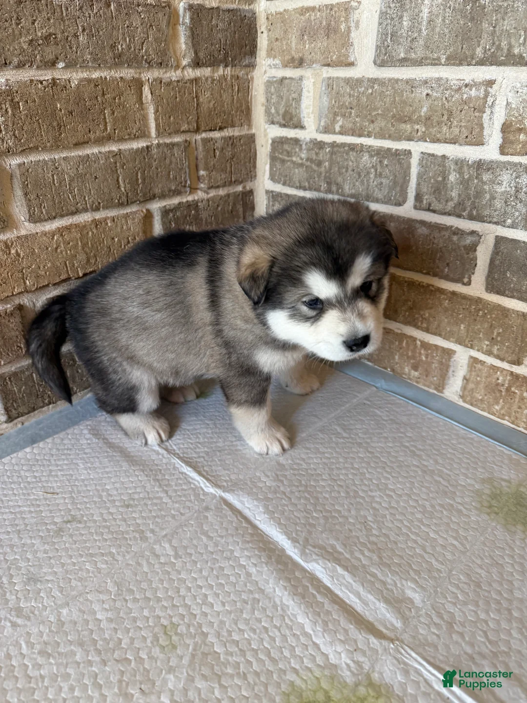 Alaskan Malamute dogs for sale: Alaskan Malamute Puppy 2 - Ad 7