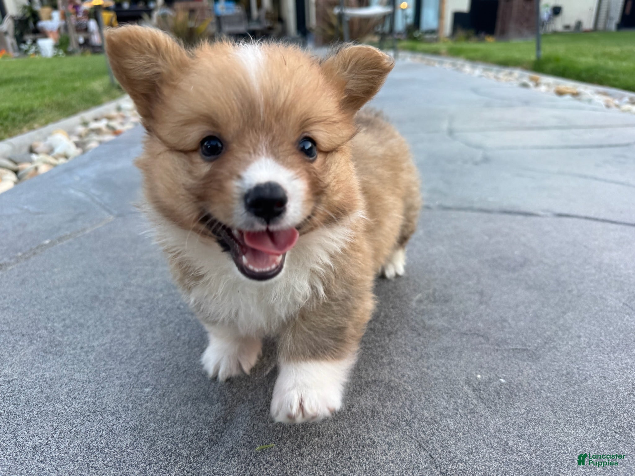 Welsh Corgi Pembroke dogs Toby - Ad 1