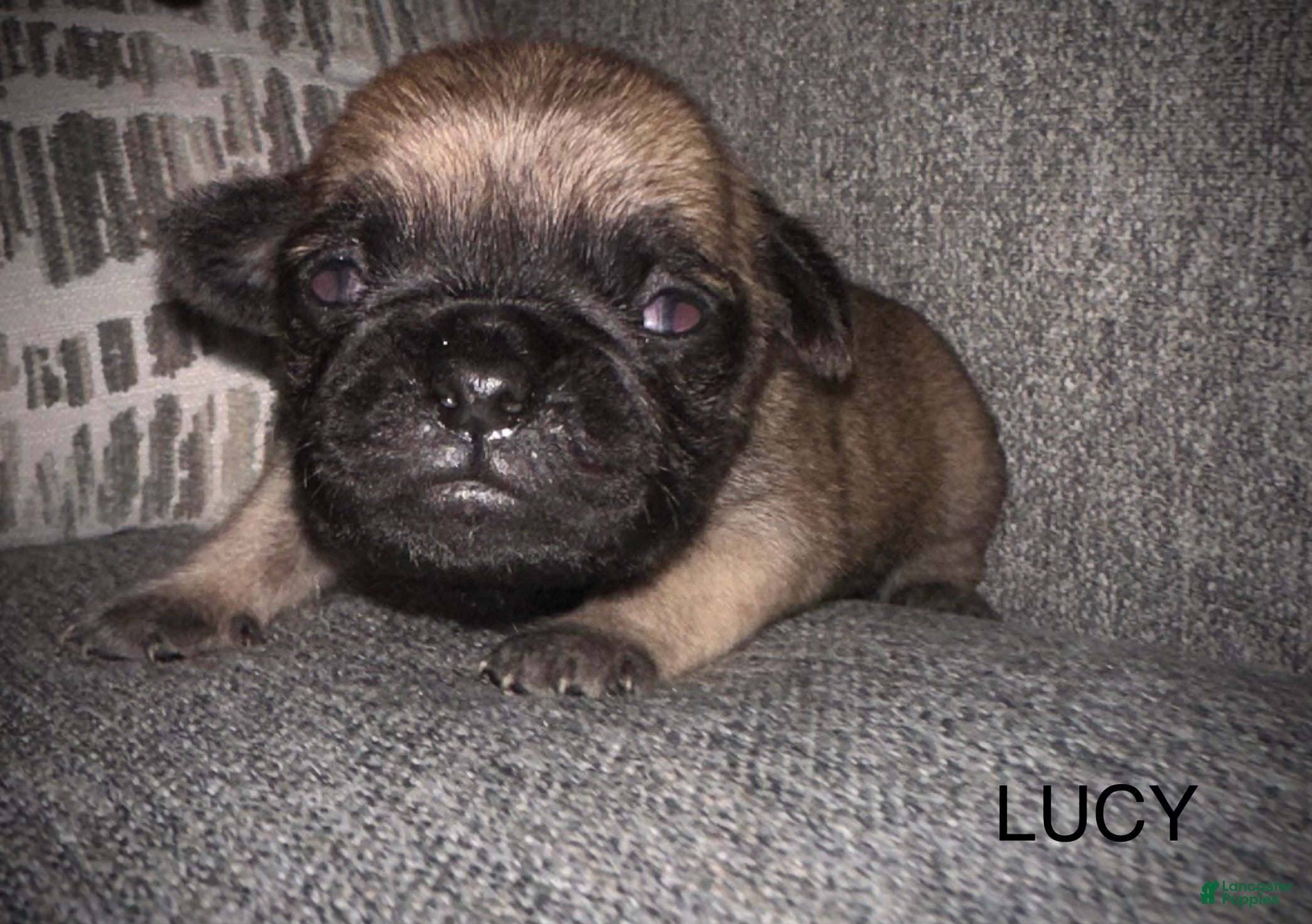 Pug dogs Lucy  - Ad 25
