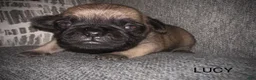 Pug dogs for sale: Lucy  - Ad 1