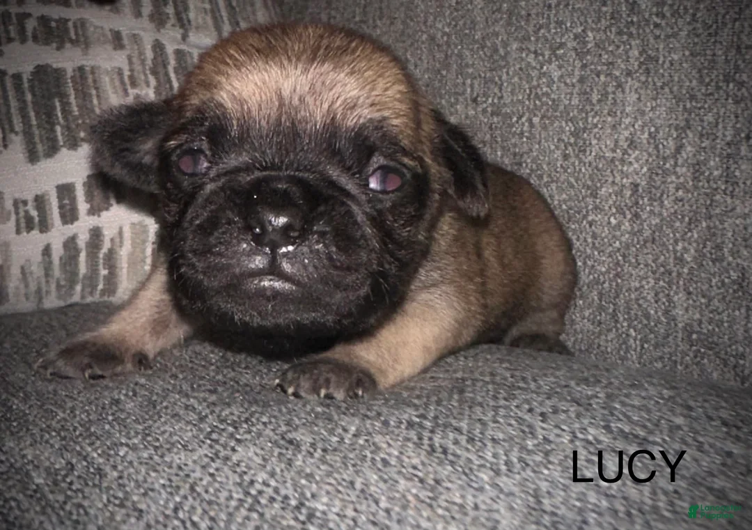 Pug dogs for sale: Lucy  - Ad 1