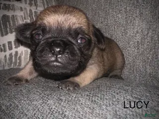 Pug dogs Lucy - Ad 5